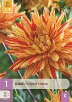 Dahlia striped vulcan