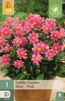 Dahlia topmix roze - afbeelding 1
