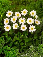 Dahlia topmix wit - afbeelding 2