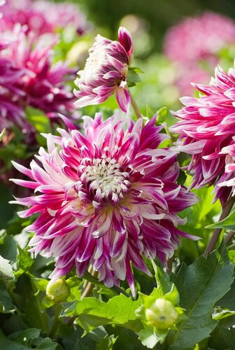 Dahlia Vancouver - afbeelding 2