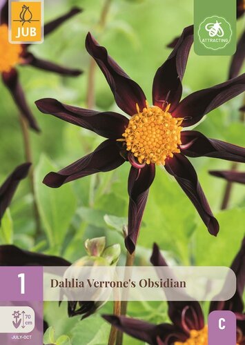 Dahlia verrones obsidian - afbeelding 1