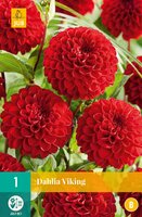 Dahlia Viking - afbeelding 1