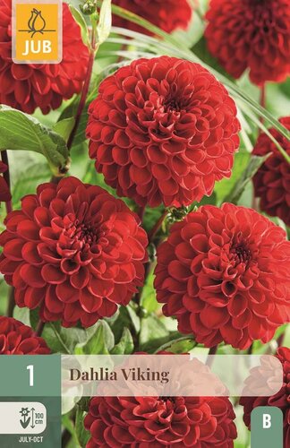 Dahlia Viking - afbeelding 1