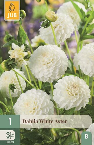 Dahlia white aster - afbeelding 1