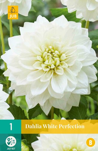 Dahlia white perfection - afbeelding 1