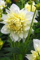 Dahlia white perfection - afbeelding 2