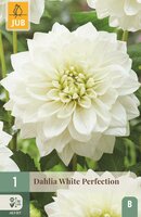 Dahlia white perfection - afbeelding 1
