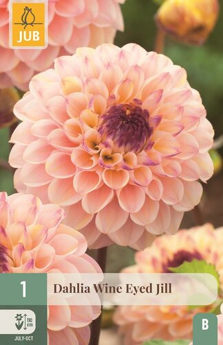 Dahlia Wine eyed jill