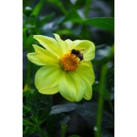 Dahlia yellow sneezy - afbeelding 2