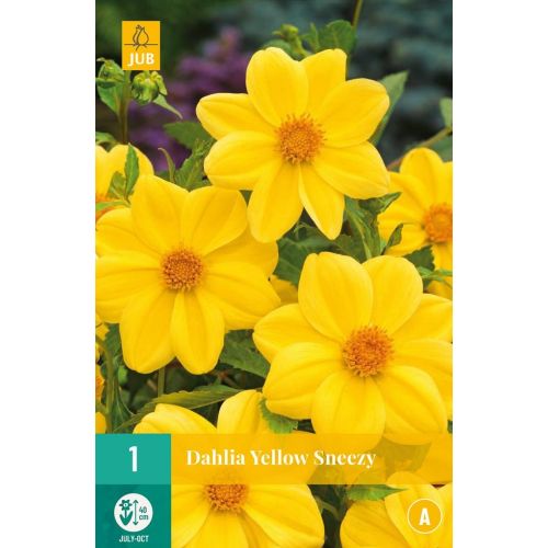 Dahlia yellow sneezy - afbeelding 1