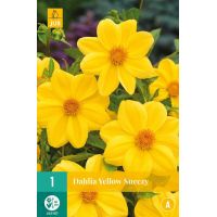 Dahlia yellow sneezy - afbeelding 1