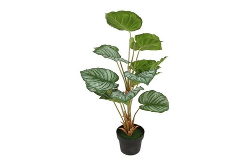 Decostar Alocasia sarawakensis plant 62 cm groen