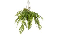Decostar Arachniodes hangplant 49 cm groen