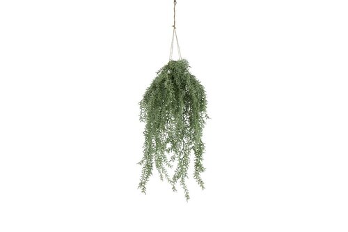 Decostar Asparagus hangplant 15 cm groen