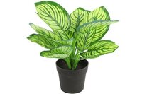 Decostar Calathea plant 28 cm groen