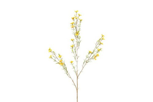 Decostar Chamelaucium L 78 cm geel