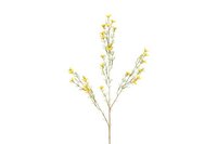 Decostar Chamelaucium L 78 cm geel