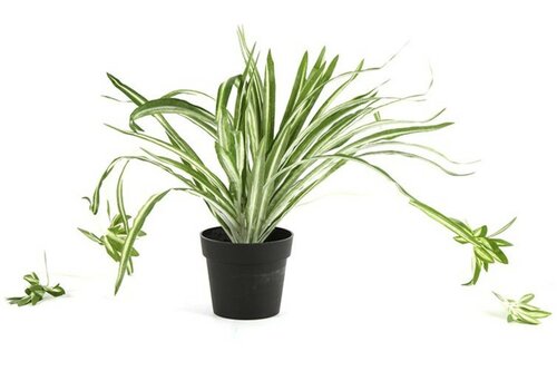 Decostar Chlorophytum graslelie plant 29 cm groen