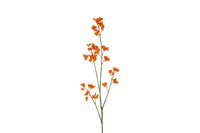 Decostar Delfinium steel 110 cm oranje