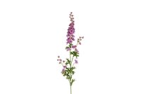 Decostar Delphinium giant 90 cm paars