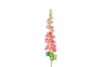 Decostar Delphinium Pacific XL 103 cm roze