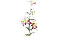 Decostar Gloriosa 82,5 cm aubergine
