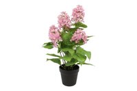 Decostar Hydrangea L plant 60 cm roze