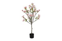 Decostar Magnolia Loebneri plant 120 cm licht roze