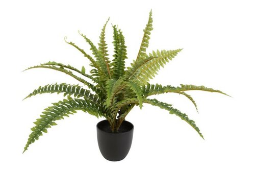 Decostar Nephrolepis Boston plant 60 cm groen