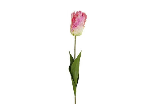 Decostar Tulp Tulipa Barbera 68 cm paars/wit