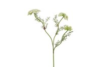 Decostar zijdebloem Ammi 73 cm wit