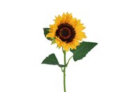 Decostar zijdebloem Helianthus annuus Ilona 85 cm geel