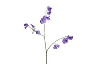 Decostar zijdebloem Lathyrus oradus 75 cm paars