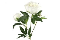 Decostar zijdebloem Paeonia 73 cm wit