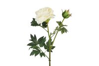 Decostar zijdebloem Paeonia D Parks 78 cm wit