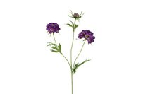 Decostar zijdebloem Scabiosa 72 cm paars