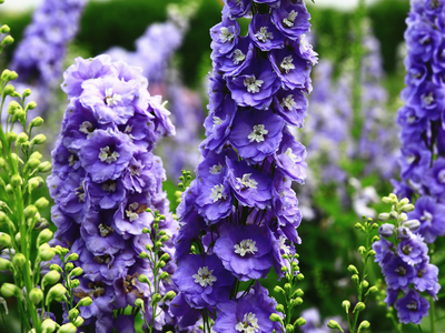 Delphinium / ridderspoor