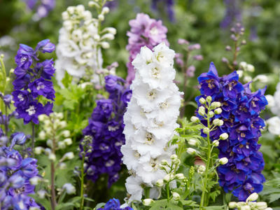 Delphinium / ridderspoor vast
