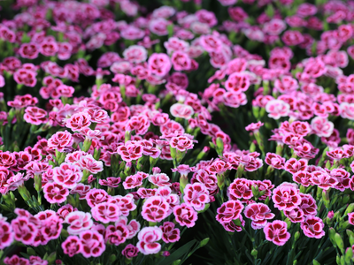 Dianthus / Anjer vast