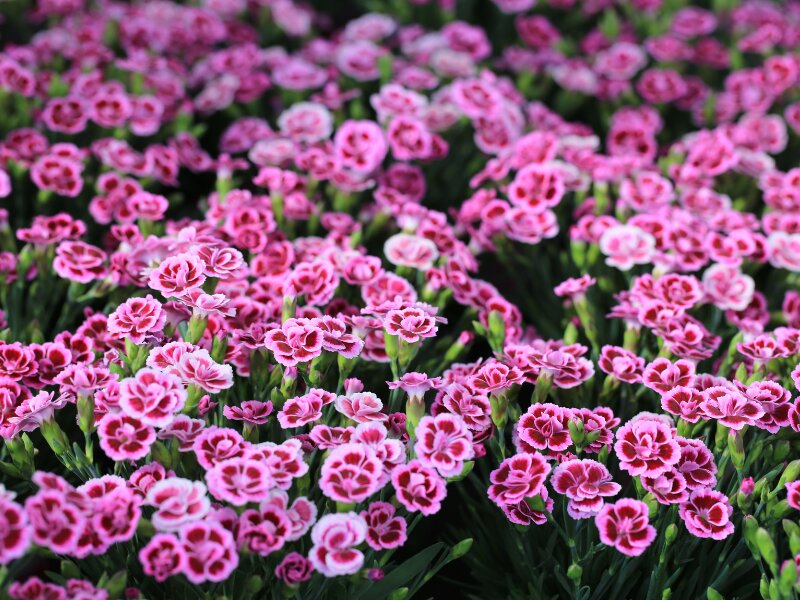 Dianthus / Anjer vast - DeOosteindeOnline.nl
