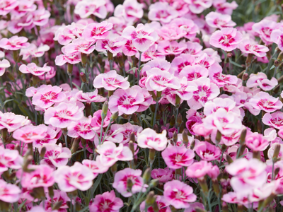 Dianthus / Duizendschoon
