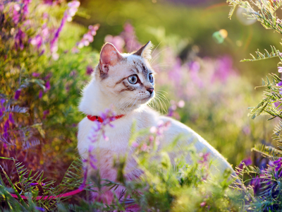 Dieren