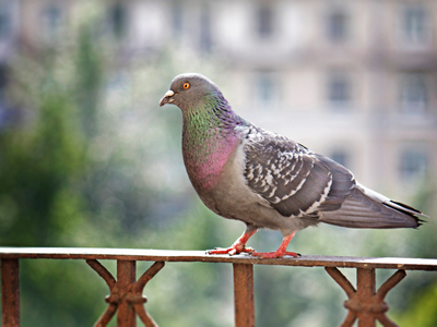 Dieren verjagen