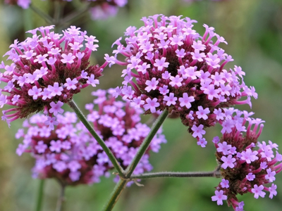Diverse bloemen eenjarig