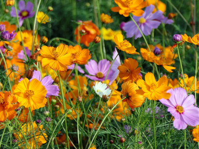 Diverse bloemen mengsels