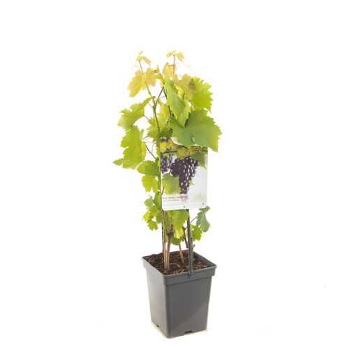 Druif vitis vin Heike struik 65 cm - afbeelding 1