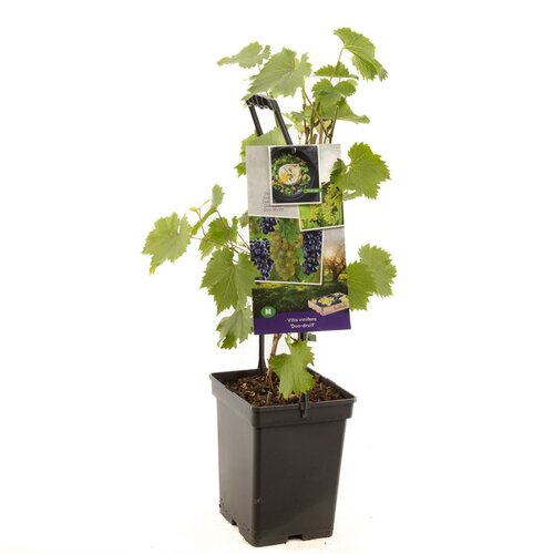 Druif Vitis vinifera Duo