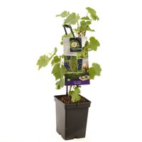 Druif Vitis vinifera Duo