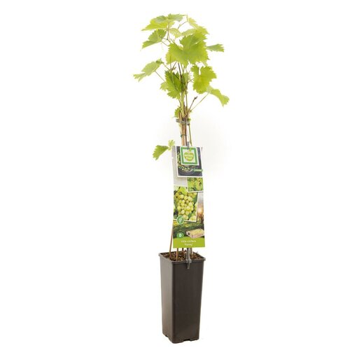 Druif Vitis vinifera Fanny