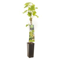 Druif Vitis vinifera Fanny